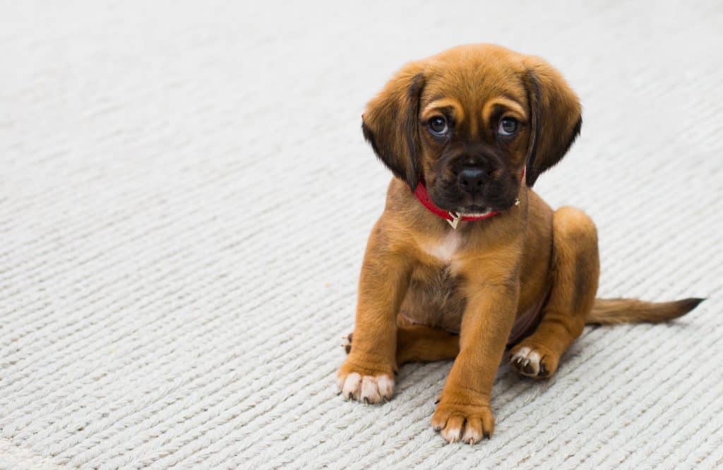 Dogs in the workplace